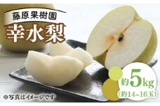 【2024年7月〜発送】【みずみずしくて甘い！】幸水梨 約5kg (約14玉〜16玉)  / 梨 なし ナシ フルーツ 果物 デザート 産地直送 期間限定 果肉 / 南島原市 / 藤原果樹園 [SBV001]