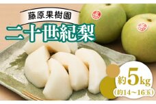 【2024年9月〜発送】【シャリシャリ食感！】二十世紀梨 約5kg （約14玉～16玉）  / 梨 なし ナシ フルーツ 果物 デザート 産地直送 期間限定 / 南島原市 / 藤原果樹園 [SBV003]