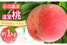 【2026年6月〜発送】どちらが届くかはお楽しみ！温室桃 約1kg / 日川白鳳 or ももか / 桃 もも フルーツ 果物 / 南島原市 / 川田農園 [SAP002]
