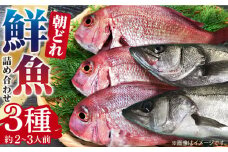 朝どれ 鮮魚 詰め合わせ 3種（2～3人前） 下処理 あり / アジ アラカブ タイ カワハギ など  魚 新鮮 セット 冷蔵 産地直送 下処理済み / 南島原市 / 美吉屋 [SDW003]