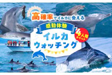 南島原 イルカウォッチング  4人用チケット / チケット ちけっと 体験型 観光チケット いるか イルカ イルカ体験 貸し切り いるか イルカ / 南島原市 / 南島原イルカウォッチング [SAE002]