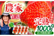 【2026年3月 初回発送】【2回定期便】南島原産 いちご 「恋みのり」約260g×4P / イチゴ 苺 フルーツ 果物 / 南島原市 / あゆみfarm [SFF002]