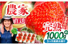 【2026年2月 初回発送】【3回定期便】南島原産 いちご 「恋みのり」約260g×4P / イチゴ 苺 フルーツ 果物 / 南島原市 / あゆみfarm [SFF003]
