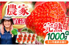 【2025年1月〜発送】【5回定期便】南島原産 いちご 「恋みのり」約260g×4P /  いちご イチゴ 苺 フルーツ 果物 / 南島原市 / あゆみfarm [SFF004]
