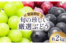 【2025年8月～発送】【数量限定】 旬の珍しい厳選 ぶどう 約 2kg / 旬 フルーツ ぶどう ブドウ 葡萄 マスカット 果物 くだもの 産地直送 / 南島原市 / 長崎県農産品流通合同会社 [SCB051]
