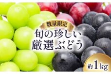 【2025年8月～発送】【数量限定】 旬の珍しい厳選 ぶどう 約 1kg / 旬 フルーツ ぶどう ブドウ 葡萄 くだもの 果物 マスカット 産地直送 / 南島原市 / 長崎県農産品流通合同会社 [SCB053]