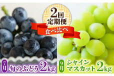 【2025年7月〜発送】【2回定期便】南島原産！ぶどう食べ比べ・旬のぶどう（ブラックビート・巨峰・ピオーネのいずれか）・シャインマスカット / ブドウ しゃいんますかっと / 南島原市 / ながいけ [SCH062]