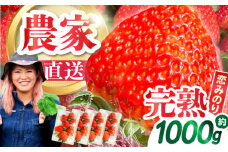 【2026年1月～発送】南島原産 いちご 『恋みのり』約250g×4パック / フルーツ 果物 イチゴ 苺 / 南島原市 / あゆみfarm [SFF001]