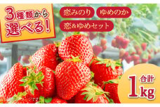 【2026年1月～発送】【セット内容が選べる】 いちご 2種類 食べ比べ 約250g×4P / ゆめのか こいみのり いちご イチゴ 苺 果物 イチゴ フルーツ いちご イチゴ / 南島原市 / JA島原雲仙東南部基幹センター[SAC006]