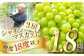 ぶどう ブドウ 葡萄 マスカット シャインマスカット しゃいんますかっと フルーツ ふるーつ 果物 旬 夏 