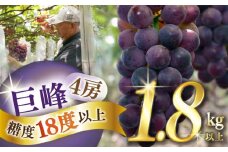 【2025年8月〜発送】【数量限定】【糖度18度以上】巨峰ぶどう 4房 1.8kg以上 / ぶどう ブドウ 葡萄 巨峰 果物 フルーツ ふるーつ / 南島原市 / ミナサポ [SCW073]