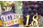 ぶどう ブドウ 葡萄 巨峰 果物 フルーツ ふるーつ 旬 夏