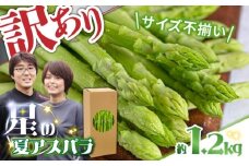 【2025年7月～発送】【訳あり】【星のアスパラ】グリーンアスパラガス 約1.2kg 【L・M・S】 / 訳アリ 規格外 産地直送 アスパラ あすぱら あすぱらがす 採れたて 新鮮 旬 産地直送 / 南島原市 / ほしのYA [SEY015]
