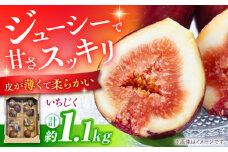 【2025年8月〜発送】【ジューシーな果肉！スッキリとした甘さ！】いちじく 1パック3玉×4パック 約1.1kg / ドーフィン イチジク いちじく 無花果 果物 フルーツ / 南島原市 / 本多農園 [SGD001]