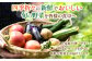 野菜 やさい 野菜セット やさいセット 春野菜 夏野菜 秋野菜 冬野菜 旬新鮮