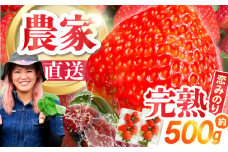 【2026年1月～発送】南島原産 いちご 「恋みのり」約250g×2P / イチゴ 苺 フルーツ 果物 / 南島原市 / あゆみfarm [SFF006]