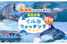 南島原 貸切 イルカウォッチング / チケット ちけっと 体験型 観光チケット いるか イルカ イルカ体験 貸し切り いるか イルカ / 南島原市 / 南島原イルカウォッチング [SAE007]