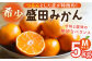 みかん 柑橘 果物 くだもの フルーツ 季節限定 先行予約 数量 温州みかん ミカン 先行予約