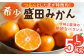 みかん 柑橘 果物 くだもの フルーツ 季節限定 先行予約 数量 温州みかん ミカン 先行予約