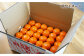 みかん 柑橘 果物 くだもの フルーツ 季節限定 先行予約 数量 温州みかん ミカン 先行予約