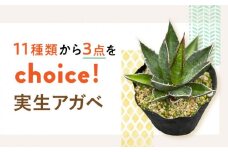 【数量限定】「11種類の中から選べる」 実生 アガベ 3点 長与町/アグリューム [EAI054] 観葉植物 アガベ 多肉植物 苗 植物 あがべ