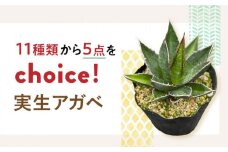 【数量限定】「11種類の中から選べる」 実生 アガベ 5点 長与町/アグリューム [EAI055] 観葉植物 アガベ 多肉植物 苗 植物 あがべ