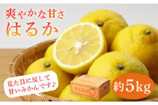 はるか 約5kg 長与町/山口農園 [EBI004] みかん 柑橘 フルーツ 季節限定