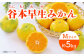 みかん 柑橘 果物 くだもの フルーツ 季節限定 数量限定 温州みかん ミカン 先行予約