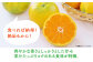 みかん 柑橘 果物 くだもの フルーツ 季節限定 数量限定 温州みかん ミカン 先行予約