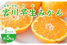 【先行予約】早生（宮川早生） みかん Sサイズ 約5kg ー2025年11月より発送ー 長与町/山口農園 [EBI009] みかん 柑橘 果物 くだもの フルーツ 季節限定 数量限定 温州みかん ミカン 5kg 先行予約 産地直送 長崎県産 長与町