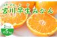 みかん 柑橘 果物 くだもの フルーツ 季節限定 数量限定 温州みかん ミカン 先行予約