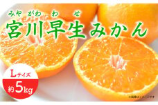 【先行予約】 早生 （宮川早生） みかん Lサイズ 約5kg  ー2025年11月より発送ー 長与町/山口農園 [EBI011] みかん 柑橘 果物 くだもの フルーツ 季節限定 数量限定 温州みかん ミカン 5kg 先行予約 産地直送 長崎県産 長与町