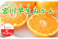 みかん 柑橘 果物 くだもの フルーツ 季節限定 数量限定 温州みかん ミカン 先行予約