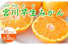 【先行予約】 早生 （宮川早生） みかん Mサイズ 約5kg  ー2025年11月より発送ー 長与町/山口農園 [EBI010] みかん 柑橘 果物 くだもの フルーツ 季節限定 数量限定 温州みかん ミカン 5kg 先行予約 産地直送 長崎県産 長与町