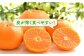 みかん 柑橘 果物 くだもの フルーツ 季節限定 数量限定 温州みかん ミカン 先行予約