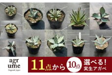 【11種類の中から選べる！】 実生 アガベ 10点 長与町/アグリューム [EAI068]観葉植物 アガベ 多肉植物 苗 植物 あがべ