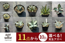 【11種類の中から選べる！】 実生 アガベ 10点 長与町/アグリューム [EAI068]観葉植物 アガベ 多肉植物 苗 植物 あがべ