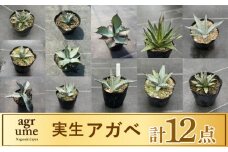 実生 アガベ 12点 長与町/アグリューム [EAI069]観葉植物 アガベ 多肉植物 苗 植物 あがべ