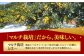 ご家庭用 温州みかん みかん 約10kg 温州みかん 10kg みかん 先行予約 果物 フルーツ 季節限定 季節 期間 限定