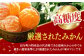 ご家庭用 味ロマン 5kg みかん ミカン みかん 先行予約 蜜柑 果物 フルーツ 季節限定 季節 期間 限定