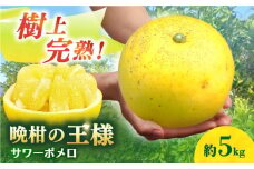 【数量限定】【先行予約】 サワーポメロ 約 5kg ー2026年3月より発送ー 長与町/ 溝上農園 [EBY004] 国産サワーポメロ 先行予約 国産 柑橘 果物 くだもの フルーツ お取り寄せ 長崎県産 文旦 ぶんたん ボンタン ぼんたん