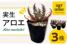 実生アロエ Aloe marlothii 3株 長与町/アグリューム [EAI087] 観葉植物 アガベ 多肉植物 苗 植物 あがべ