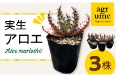 実生アロエ Aloe marlothii 3株 長与町/アグリューム [EAI087] 観葉植物 アガベ 多肉植物 苗 植物 あがべ