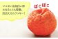 ＜ デコポン の子供＞ マコポン 4.5kg