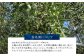国産 オリーブオイル おりーぶおいる オリーブ油 新鮮 手摘み 贈答 ギフト