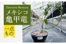Dioscorea Mexicana メキシコ亀甲竜 (個体番号MKR-3) 長与町/アグリューム [EAI108] 植物 観葉植物 インテリア 苗 鉢 おしゃれ グリーン