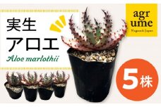 実生アロエ Aloe marlothii 5株 長与町/アグリューム [EAI110] 観葉植物 多肉植物 苗 植物 アロエ あろえ インテリア