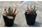 観葉植物 多肉植物 苗 植物 アロエ あろえ インテリア