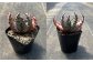 観葉植物 多肉植物 苗 植物 アロエ あろえ インテリア