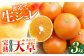 みかん 柑橘 果物 くだもの フルーツ 季節限定 数量限定 温州みかん ミカン 先行予約